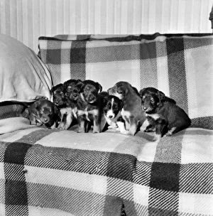 Animals. Dogs: Introducing (left to right), Kilburn, Lambeth, Bromley, Motorway, Ridgeway