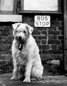 Loneliness Prints: Animals Dogs January 1960 Max the dog waits at the bus stop to be picked up