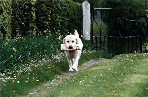 Carrying Prints: Animals Dogs Labrador Troy 11 year old dog who loves fetching the people every sunday