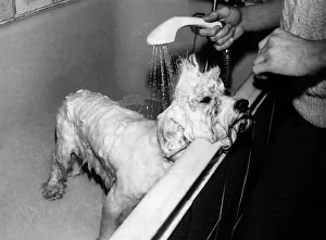 Animals Dogs. Lifes no joke for Persan Make Mine Mink (or Mr Spud) when there