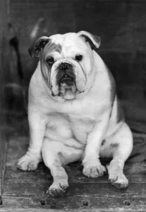 Animals: Dogs: One of the losers in the Open Dog Class of the Bull Dog section today