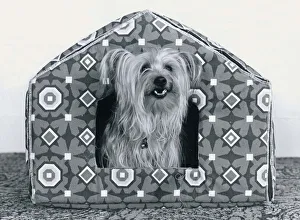 Animals Dogs Luxury Kennel for Cindy the Yorkshire terrier - little dog sitting in a