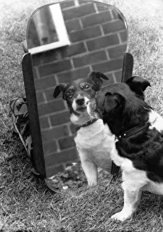 Animals Dogs. Misc: Scamp the terrier was a picture of happiness when he looked