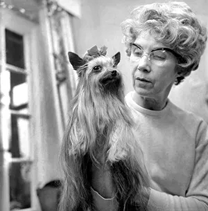 Animals: Dogs. Mrs. Olive Wood with her champion Yorkshire Terrier Tolcarne Brandy Soda