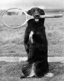 00077 Prints: Animals: Dogs: nAnyone for Tennis?i: 2-year-old mongrel bitch Lindy Lou a cross