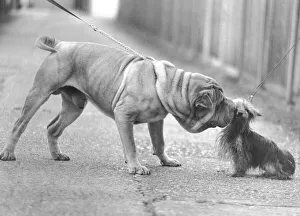 Size Prints: Animals Dogs November 1981 Humour Chinese Shar Pei Dog (large dog