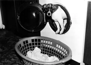 Domestic Life Prints: Animals Dogs November 1982 Mischievous puppy Meg got into a load of trouble