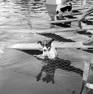Animals: Dogs: Owners and contestants seen here talking part in The Daily Mirror Dog Show