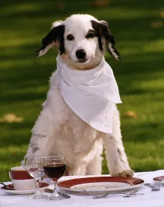 Crockery Prints: Animals Dogs Pet Slimmer of the Year Candy waiting for her winning dogs dinner