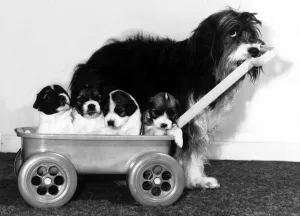 Animals - Dogs Pippin Pippin the English Sheepdog with her pups in a cart