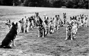 Regiments Prints: Animals Dogs Police Dog Parade January 1972 Photography Competitions Rothmans