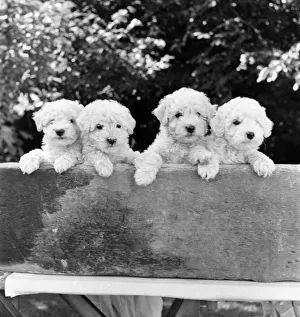 Animals: Dogs: Puppies: A fine litter of white miniature poodle pups