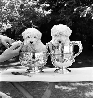 Animals: Dogs: Puppies: These two seven weeks old white miniature poodle pups resting in