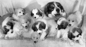 Puppies Prints: Animals Dogs Pyrrenean Mountain Dog Puppies December 1987 Cherry and Puppies