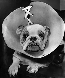 00052 Prints: Animals: Dogs. Sheela - after face-lifting operation with hood on to prevent her rubbing