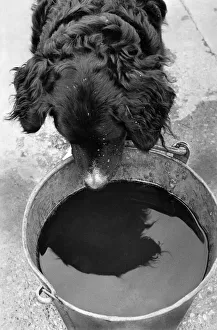00079 Prints: Animals: Dogs: Spaniels: Teddy, a cross Spaniel dog, of Shipley Glen Nurseries, Baildon