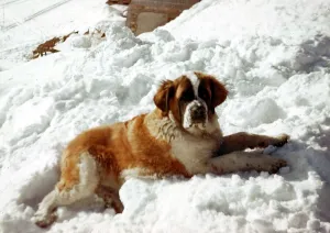 Canines Prints: Animals - Dogs St Bernard Dog - September 1970 in the snow