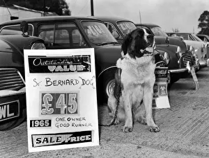 Sales Prints: Animals Dogs St Bernard for Sale September 1967 Scout the St Bernard dog sits in a