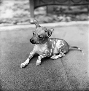 Animals Dogs Unusual: Mr. WU'is six weeks old and is a very rare breed