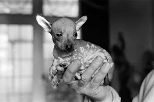 Animals Dogs Unusual: Mr. WU'is six weeks old and is a very rare breed