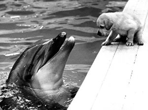 Animals Dolphin Dog Puppy A puppy sits talking to a dolphin circa 1982