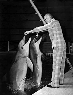 Images Dated 16th August 1973: Animals - Dolphins. The Duke of Bedford with dolphins Anne and Mark