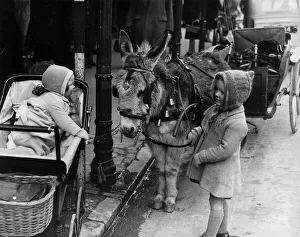 00146 Prints: Animals Donkey and Carriage Miss Jessie Cathcart of Paignton