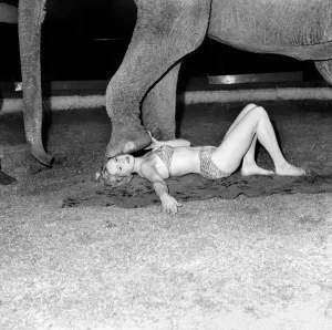 Animals: Elephant: Human: Friendship: How far can you trust an elephant