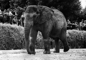 Animals - Elephant Jumbolina at Chester Zoo July 1978