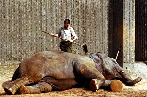 Zoo Keeper Prints: Animals - Elephants Elephant being brushed down as he takes a nap March 1989