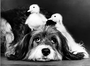 Animals Friendships Dogs Ducklings March 1986 Pippin the mongrel dog looking after