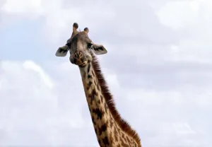 Animals - Giraffe - February 1971 Nairobi Game Park - Kenya
