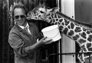 00037 Prints: Animals: Giraffes. Whipsnades new arrival takes his 10 pint milk delivery today