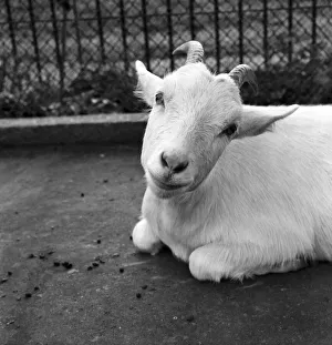 Animals: Goat at London Zoo. 1966