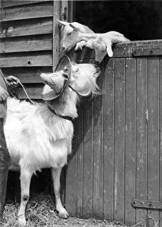 Stables Prints: Animals Goats Some hat, said the kids