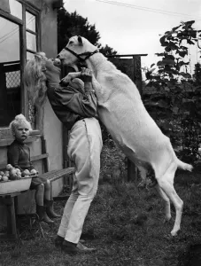 Goats Prints: Animals: Goats: Mollie the goat helps harvest apples in Buckinghamshire orchard