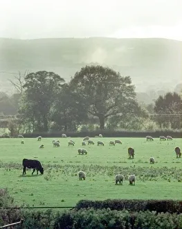 Core5 Prints: Animals graze in a field in Ryton, Shropshire with a view of Long Mynd in the background