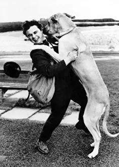 Animals - Great Danes. Postman gets a giant welcome from this dog who is taller