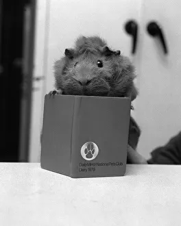 Animals Guinea Pigs Novemeber 1978 Guinea pigs ith the Daily Mirror National Pets