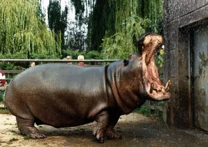 Yawning Prints: Animals Hippopotamus at Chessington Zoo September 1989