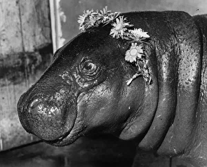Hippopotamus Prints: Animals Hippopotamus Emma the hippie Pygmy Hippopotamus with flowers around her