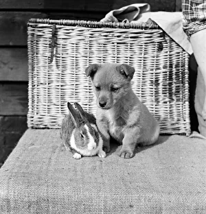 01133 Prints: Animals at Homefield Kennels in Widford, Chelmsford, Essex