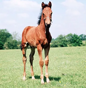 Animals - Horses - Mares and Foals Foal March 1980 A©Mirrorpix