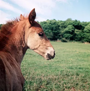 Animals - Horses - Mares and Foals Foals and Ponies in Herefordshire June