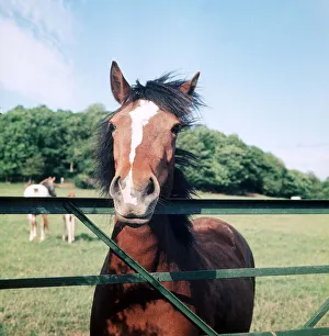 Animals - Horses - Mares and Foals Foals and Ponies in Herefordshire June