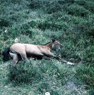 Resting Prints: Animals - Horses - Mares and Foals New forest pony foal June 1975