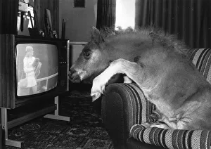 Domestic Life Prints: Animals Horses Ponies Foals. Clyde the 3 month old foal sits on a sofa watching TV