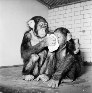 00008 Prints: Animals Humour. Chimpanzees tea party is cancelled as the monkeys all hance colds
