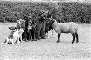 Images Dated 3rd July 1981: Animals: Humour: 'Daisy'the 12 week old Lamb has joined the Dog Training Club