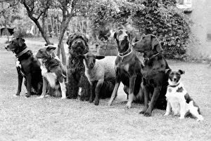 Images Dated 3rd July 1981: Animals: Humour: 'Daisy'the 12 week old Lamb has joined the Dog Training Club